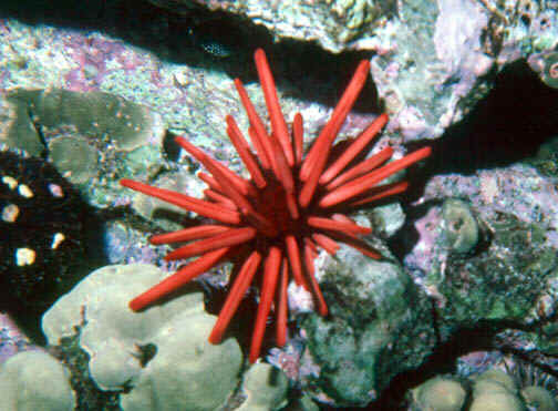 Heterocentrotus mammillatus. hauke uke, ula ula. red pencil urchin